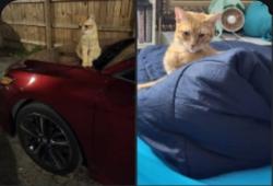 Lost Male Cat last seen Brookside, Tulsa, OK 74105