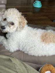 Reunited Female Dog last seen Davis Mountain Rd, Azalea Ridge, Laurel Park, NC 28792