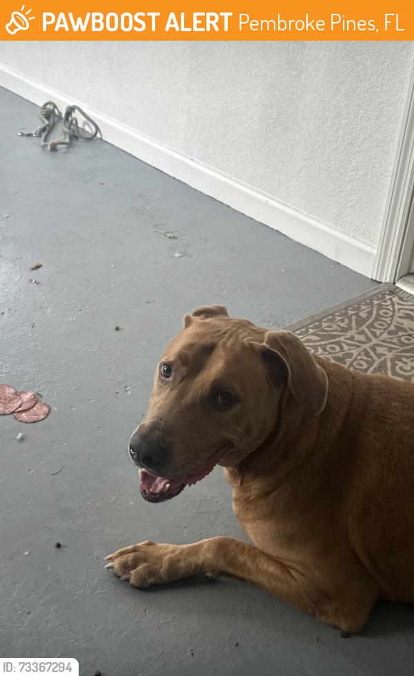 Found/Stray Male Dog last seen Near ave pembroke road, Pembroke Pines, FL 33029