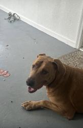 Found/Stray Male Dog last seen Near ave pembroke road, Pembroke Pines, FL 33029