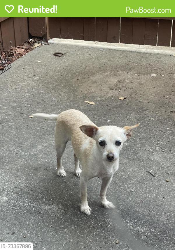 Reunited Male Dog last seen Near Alvarado Ave, Davis, CA 95616