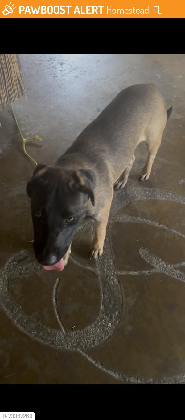 Found/Stray Male Dog last seen Schnebly Redland winery, Homestead, FL 33030