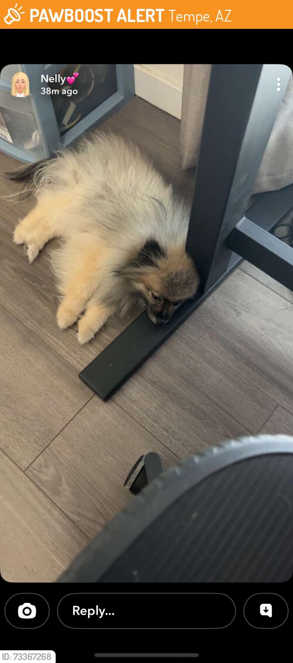 Found/Stray Unknown Dog last seen Mcclintock Manor, Tempe, AZ 85281