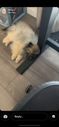 Found/Stray Unknown Dog last seen Mcclintock Manor, Tempe, AZ 85281