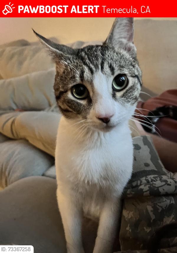 Lost Male Cat last seen *Camino Rubi *corte mislanca *anza rd *deer hallow way, Temecula, CA 92592