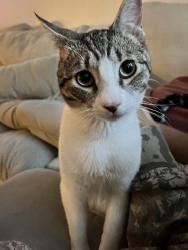 Lost Male Cat last seen *Camino Rubi *corte mislanca *anza rd *deer hallow way, Temecula, CA 92592