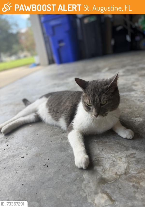 Found/Stray Male Cat last seen By cvs off watson, St. Augustine, FL 32086