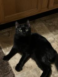 Lost Male Cat last seen W. York St. and S. Baltimore St., by the Polar Bear Den Barber Shop., Dillsburg, PA 17019