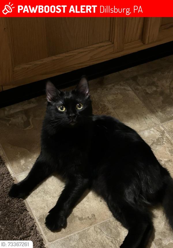 Lost Male Cat last seen W. York St. and S. Baltimore St., by the Polar Bear Den Barber Shop., Dillsburg, PA 17019
