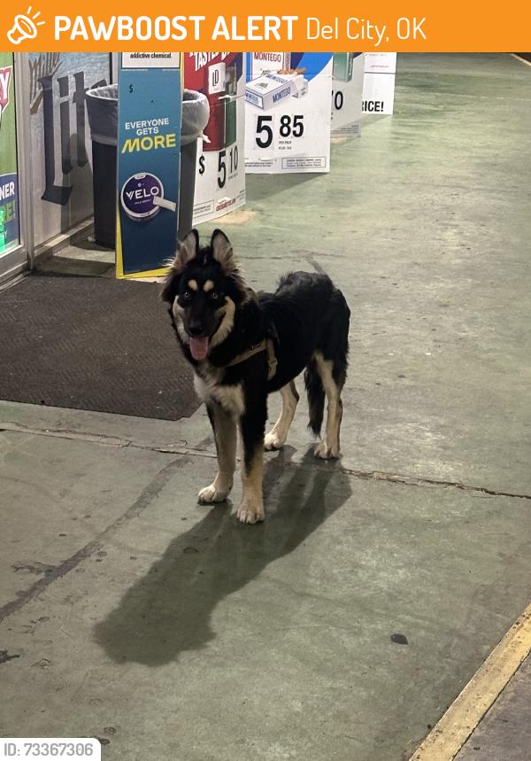 Found/Stray Male Dog last seen SE 21st and Vickie, Del City, OK 73115