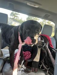 Found/Stray Unknown Dog last seen Colbert bridge rd, Aiken County, SC 29856
