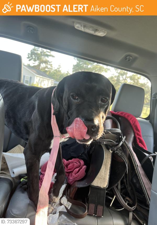 Found/Stray Unknown Dog last seen Colbert bridge rd, Aiken County, SC 29856