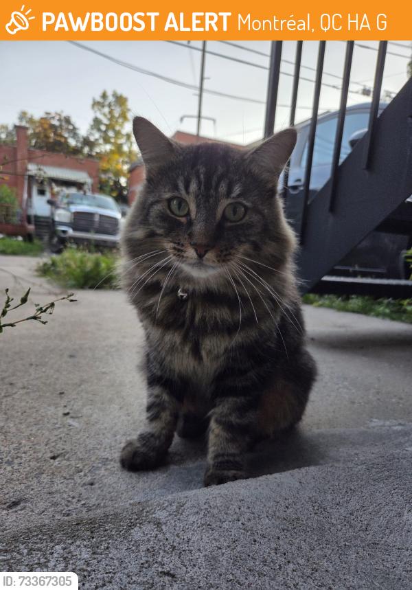 Found/Stray Unknown Cat last seen Jean talon / 2e ave, Montréal, QC H2A 3G7