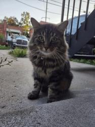 Found/Stray Unknown Cat last seen Jean talon / 2e ave, Montréal, QC H2A 3G7