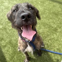 Shelter Stray Male Dog last seen , Animal Care & Control Team of Philly, 111 W Hunting Park Ave, Philadelphia, PA 19140, USA