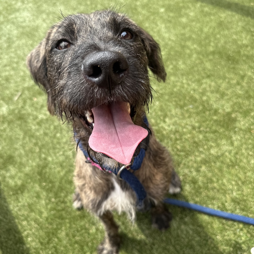 Shelter Stray Male Dog last seen , Animal Care & Control Team of Philly, 111 W Hunting Park Ave, Philadelphia, PA 19140, USA