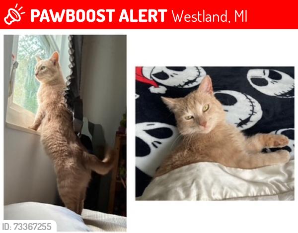 Lost Male Cat last seen Joy and Middlebelt, Westland, MI 48185
