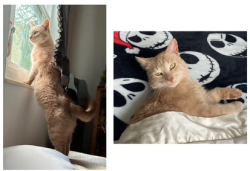 Lost Male Cat last seen Joy and Middlebelt, Westland, MI 48185
