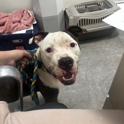 Shelter Stray Female Dog last seen , Animal Care & Control Team of Philly, 111 W Hunting Park Ave, Philadelphia, PA 19140, USA