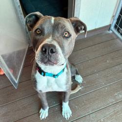 Shelter Stray Female Dog last seen , 1500 Idalia Rd NE, Bernalillo, NM 87004, USA