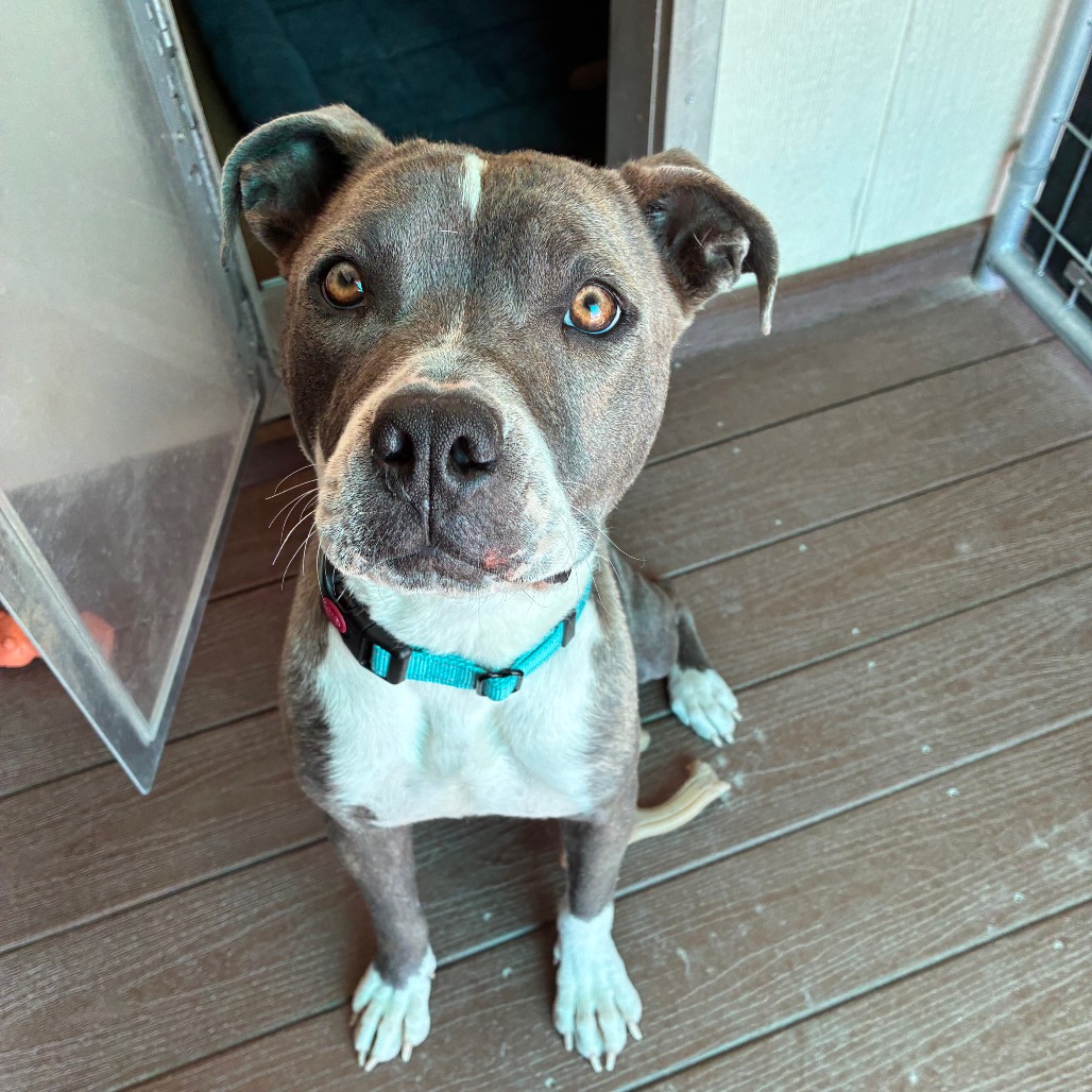 Shelter Stray Female Dog last seen , 1500 Idalia Rd NE, Bernalillo, NM 87004, USA