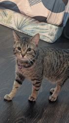 Reunited Male Cat last seen Mavis and Burnhamthorpe, Mississauga, ON L5C 4B3
