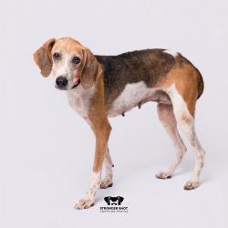 Shelter Stray Female Dog last seen , 3607 N Armenia Ave, Tampa, FL 33607, USA