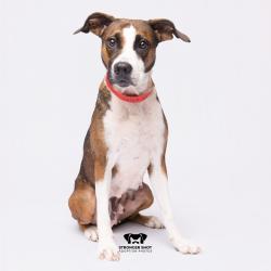Shelter Stray Female Dog last seen , 3607 N Armenia Ave, Tampa, FL 33607, USA