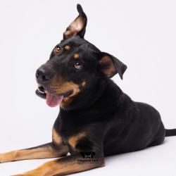 Shelter Stray Male Dog last seen , 3607 N Armenia Ave, Tampa, FL 33607, USA