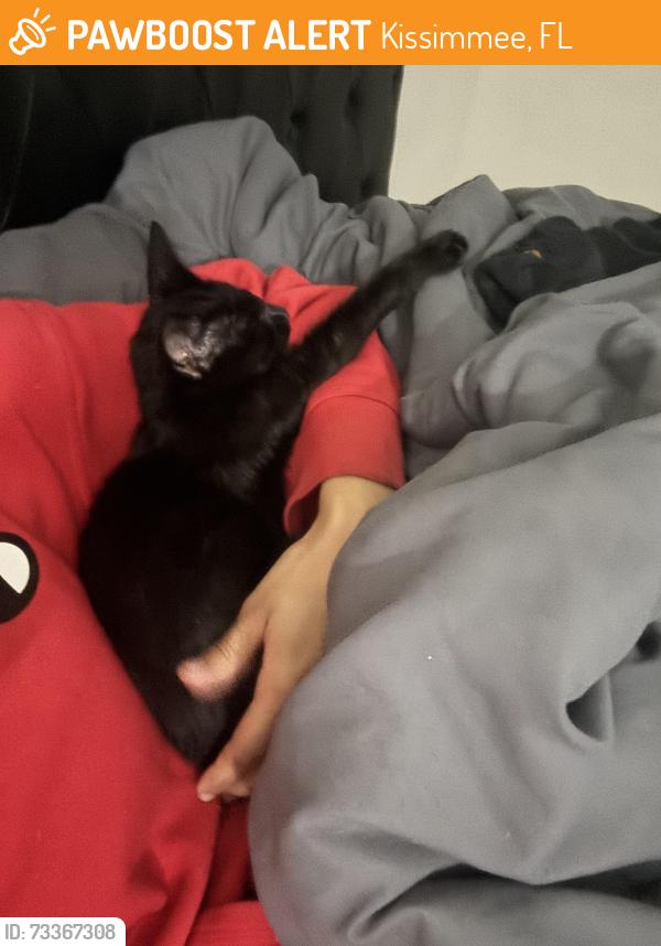 Found/Stray Female Cat last seen Muscat ct, Kissimmee, FL 34741