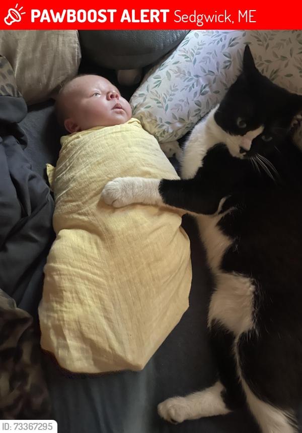 Lost Male Cat last seen Ridge Rd, Snows Cove Rd, Wardwell Oil, Sedgwick, ME 04676