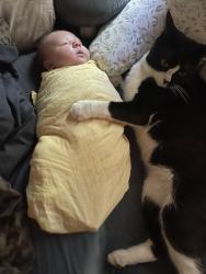 Lost Male Cat last seen Ridge Rd, Snows Cove Rd, Wardwell Oil, Sedgwick, ME 04676