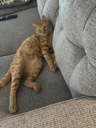 Lost Male Cat last seen Casselberry, Casselberry, FL 32707