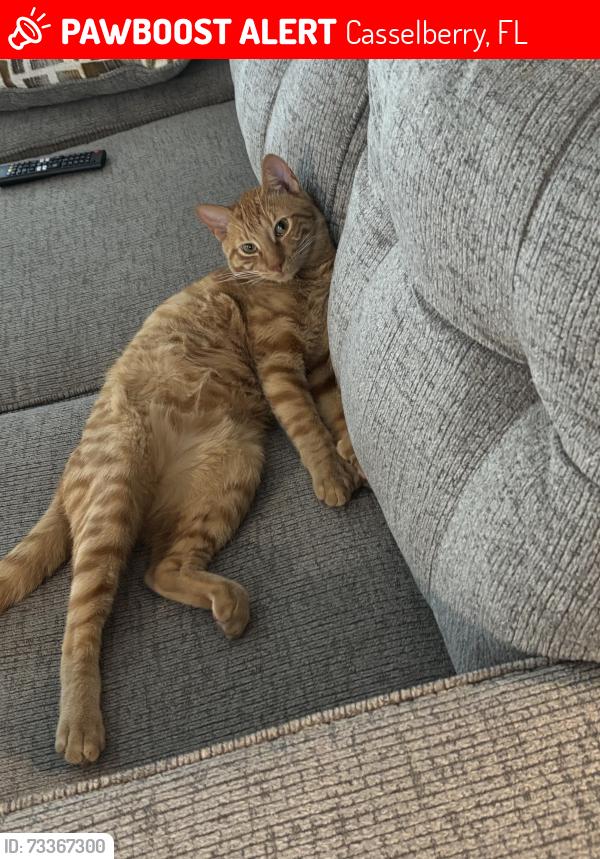 Lost Male Cat last seen Casselberry, Casselberry, FL 32707