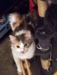 Lost Female Cat last seen Down town nashua, the lift apmts, Nashua, NH 03064