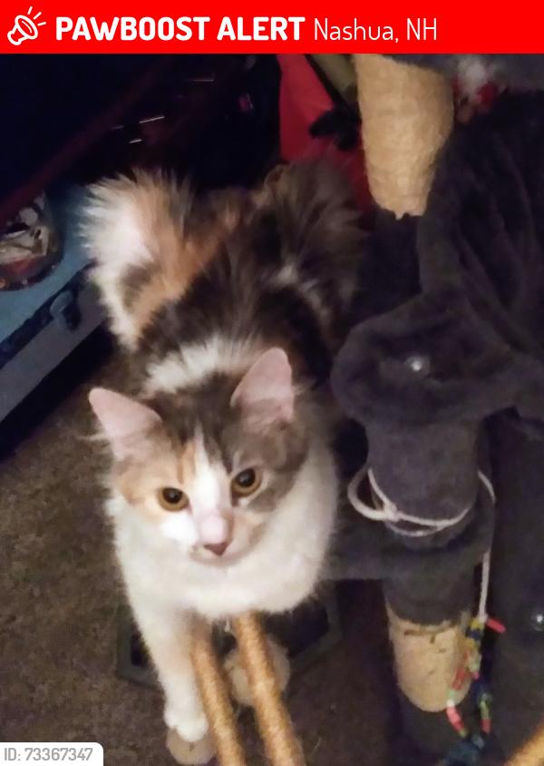 Lost Female Cat last seen Down town nashua, the lift apmts, Nashua, NH 03064