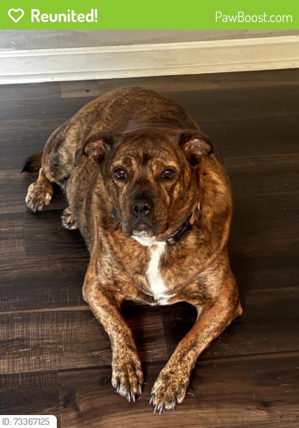 Reunited Female Dog last seen Beale Ave, Greensboro, NC 27407, USA, Greensboro, NC 27407