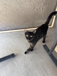 Found/Stray Female Cat last seen Pinto Trail and John Hayes, El Paso, TX 79938