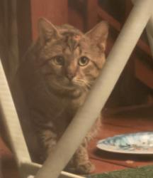 Found/Stray Unknown Cat last seen Hickory Hammock Development tallahassee, fl, Tallahassee, FL 32305