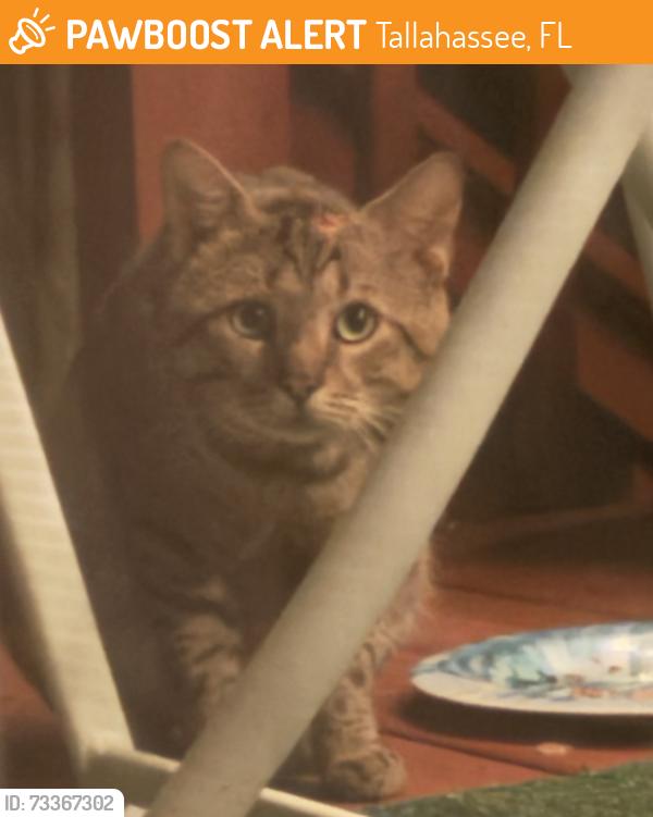 Found/Stray Unknown Cat last seen Hickory Hammock Development tallahassee, fl, Tallahassee, FL 32305