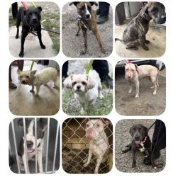 Found/Stray Unknown Dog last seen Gary, IN, Gary, IN 46402