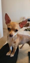 Lost Female Dog last seen Country Heights park, Redding, CA 96001