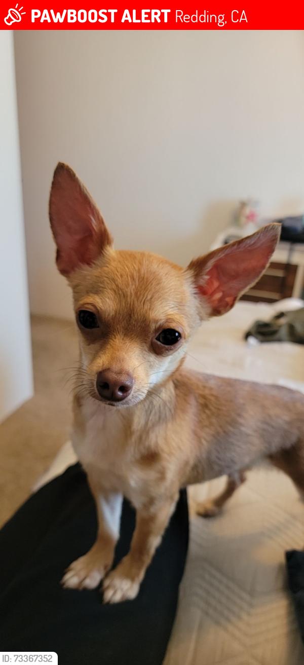 Lost Female Dog last seen Country Heights park, Redding, CA 96001