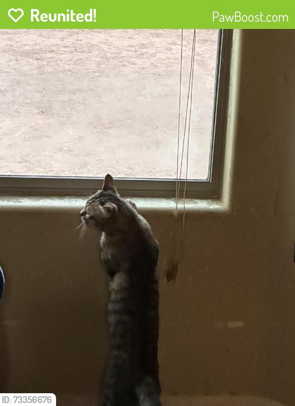 Reunited Male Cat last seen Near W tulip ln maricopa az 85139, Maricopa, AZ 85139