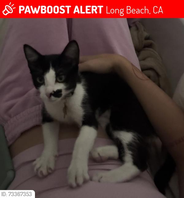 Lost Female Cat last seen 6th and Ximeno, Long Beach, CA 90814