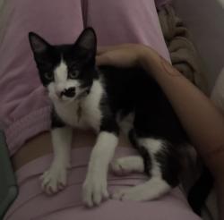 Lost Female Cat last seen 6th and Ximeno, Long Beach, CA 90814