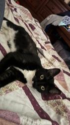 Reunited Female Cat last seen puckett road, Dade City, FL 33525