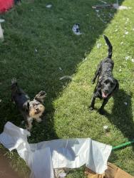 Lost Male Dog last seen 51st and Columbus, Denver, CO 80239
