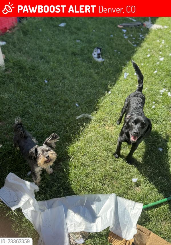 Lost Male Dog last seen 51st and Columbus, Denver, CO 80239