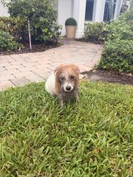 Reunited Unknown Dog last seen Near savannah ests dr, Wellington, FL 33467